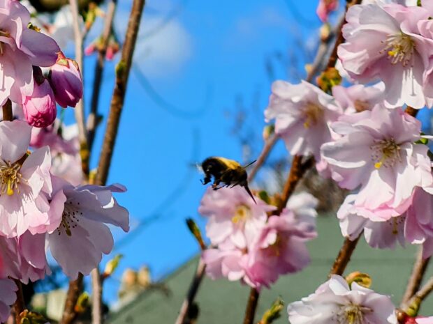 Cherry blossom flowers with a bee and blue sky background