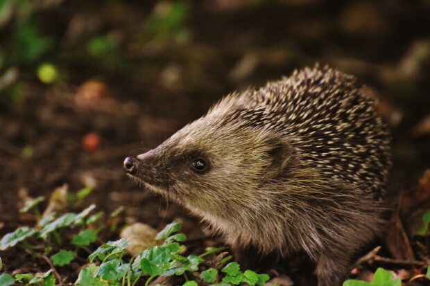 hedgehog in a garden